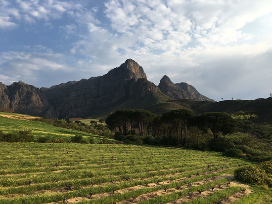 图片：南非葡萄园，版权：朱利安