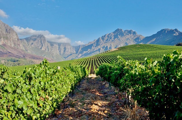South Africa wine quiz – Test your knowledge