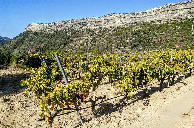 Priorat in-depth and great reds to try