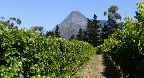 South African wines: a diamond in the making