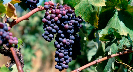South Africa climate and grape varieties
