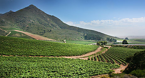 South African Swartland Winery sold to Chinese investor